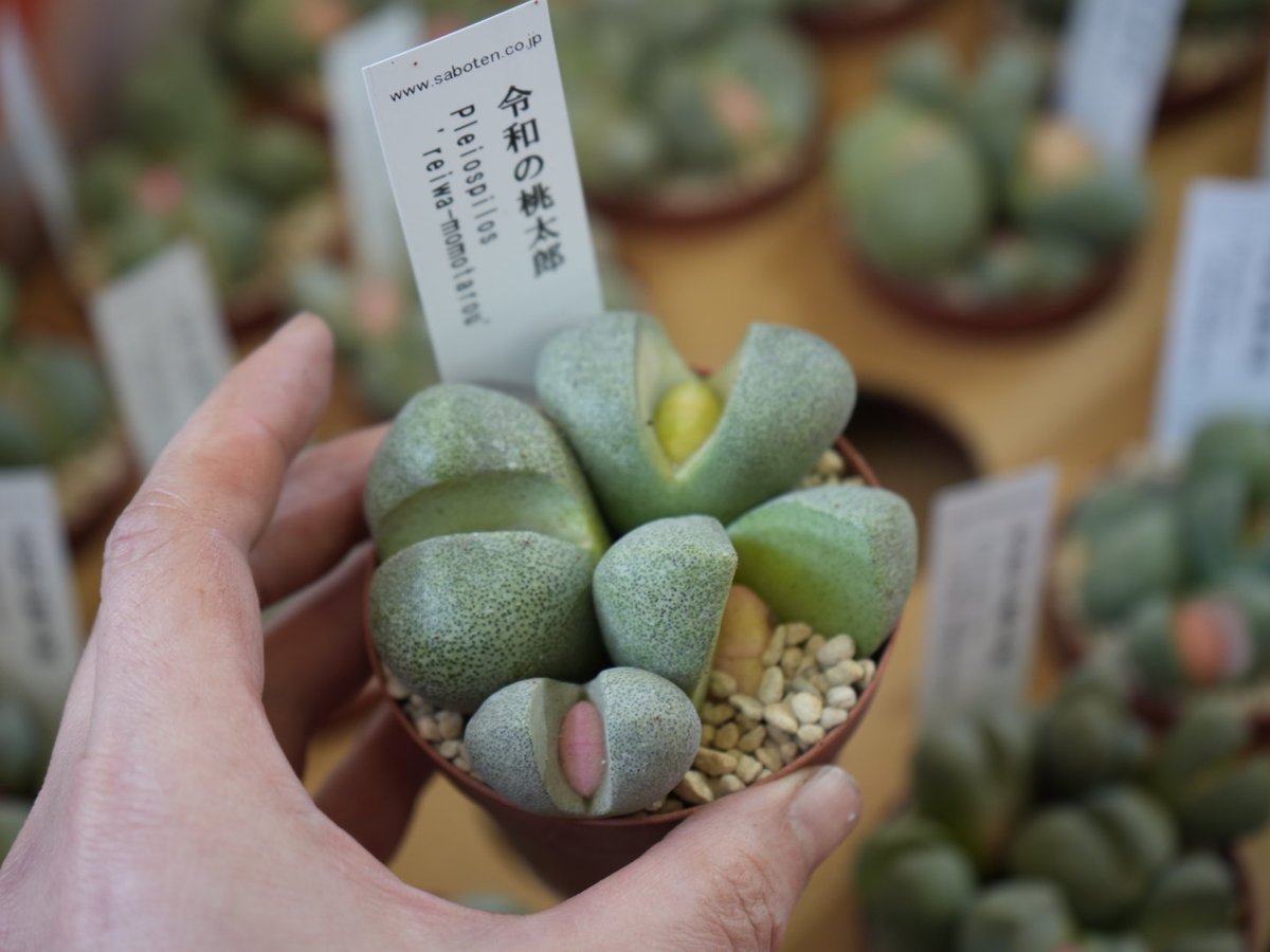 メセン 令和の桃太郎 多肉植物 ユニークな見た目 ほんのり桃色 