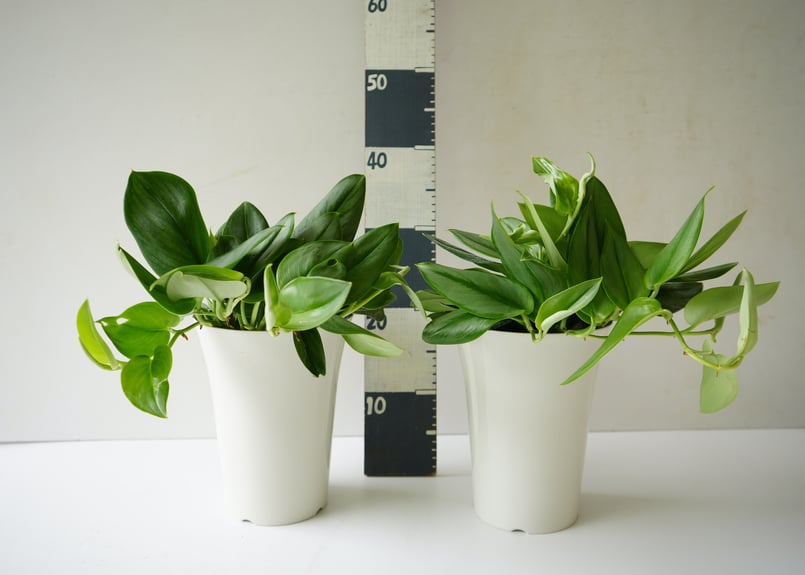 スキンダプサス トレビー ムーンライト 6号 シルバーに輝く