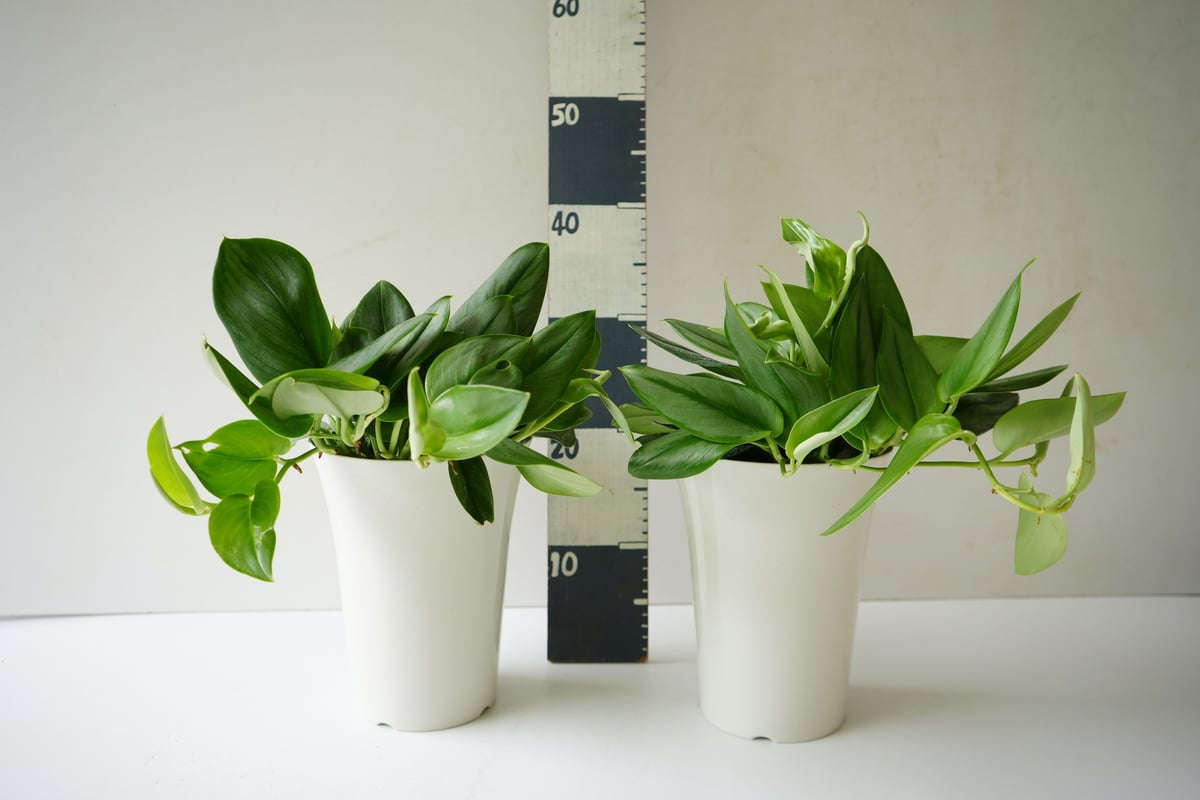 スキンダプサストレビームーンライトバリエガーター 直輸入株 Amazon.co.jp: 1. Scindapsus Treubii Moonlight Variegated