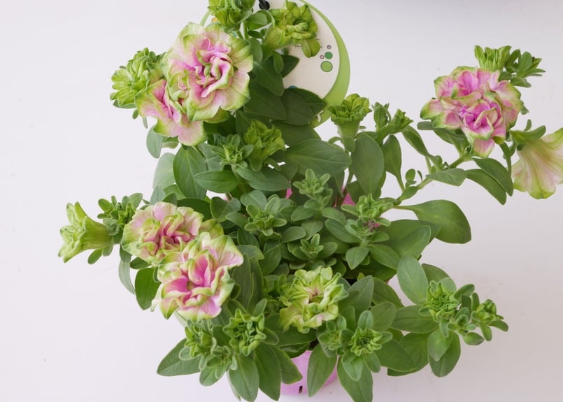 M a a ◇湘南ミディヴェルデペチュニアニンファ ＆ グラーノ M a a