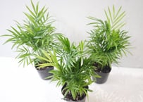 テーブルヤシ（エレガンス）3号ポット｜観葉植物 小型 室内 インテリアグリーン 初心者 耐陰性 おしゃれ 育てやすい｜ﾃｰﾌﾞﾙﾔｼ (ｴﾚｶﾞﾝｽ) ﾃｰﾌﾞﾙﾔｼ 3号