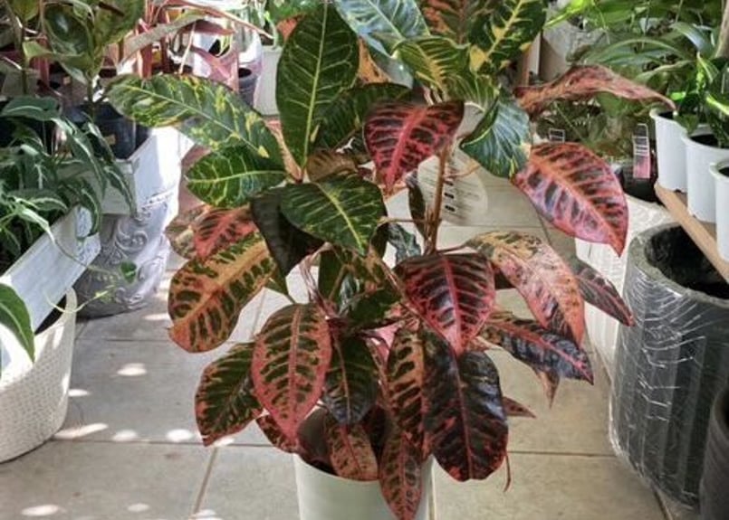 クロトン 常緑性低木 変葉木 観葉植物 | インテリアグリーンとギフト