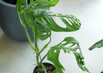 チャメロプス セリフェラ 8号 かっこいいシルバーリーフ ヤシ ドライ