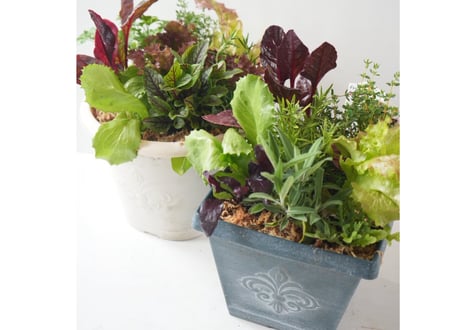 キッチンハーブ＆ミックスリーフの寄せ植え（ラッピング別）｜豪華8種類｜食べられる観葉植物・ハーブ苗・レタスセット｜お祝い・贈り物　【母の日 2026 ・ギフト】摘みたてを食卓へ