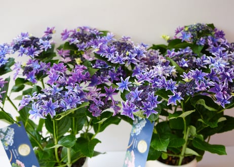 紫陽花 月虹 gekko 5号 ブルー ウェーブかかる花弁 母の日 贈り物