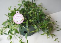 エスキナンサス・コドナンテ クラシフォリア 5号 ｜ 小さな葉が可愛い 垂れ下がる 観葉植物 ハンギング 室内園芸 おしゃれ シック｜ｴｽｷﾅﾝｻｽ　コドナンテクラシフォリア 他草花 5号