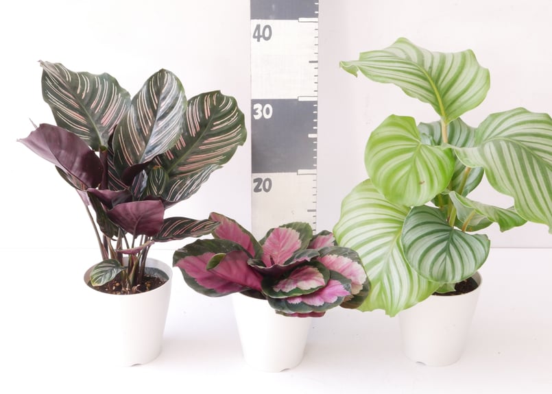 カラテア オルビフォリア 4号 個性的な模様 観葉植物 丸葉がキュート 