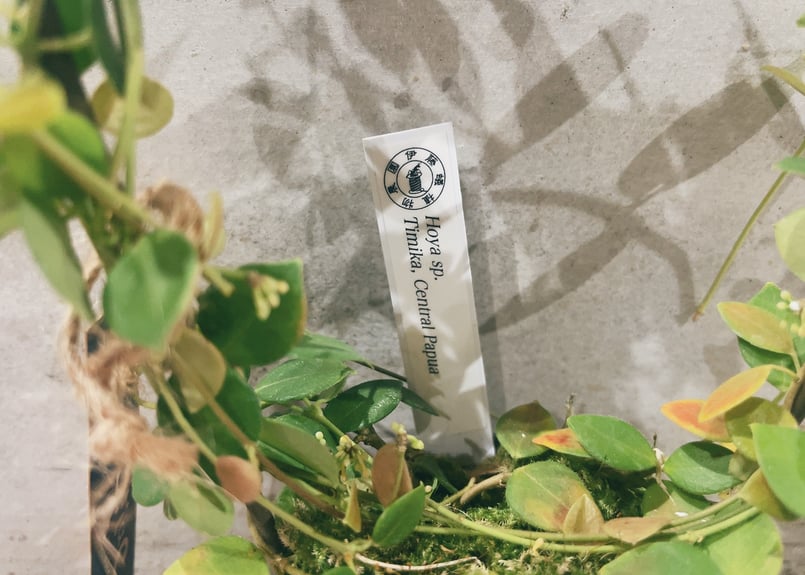 ホヤ Hoya sp. Timika — Central Papua | インテリアグリーン