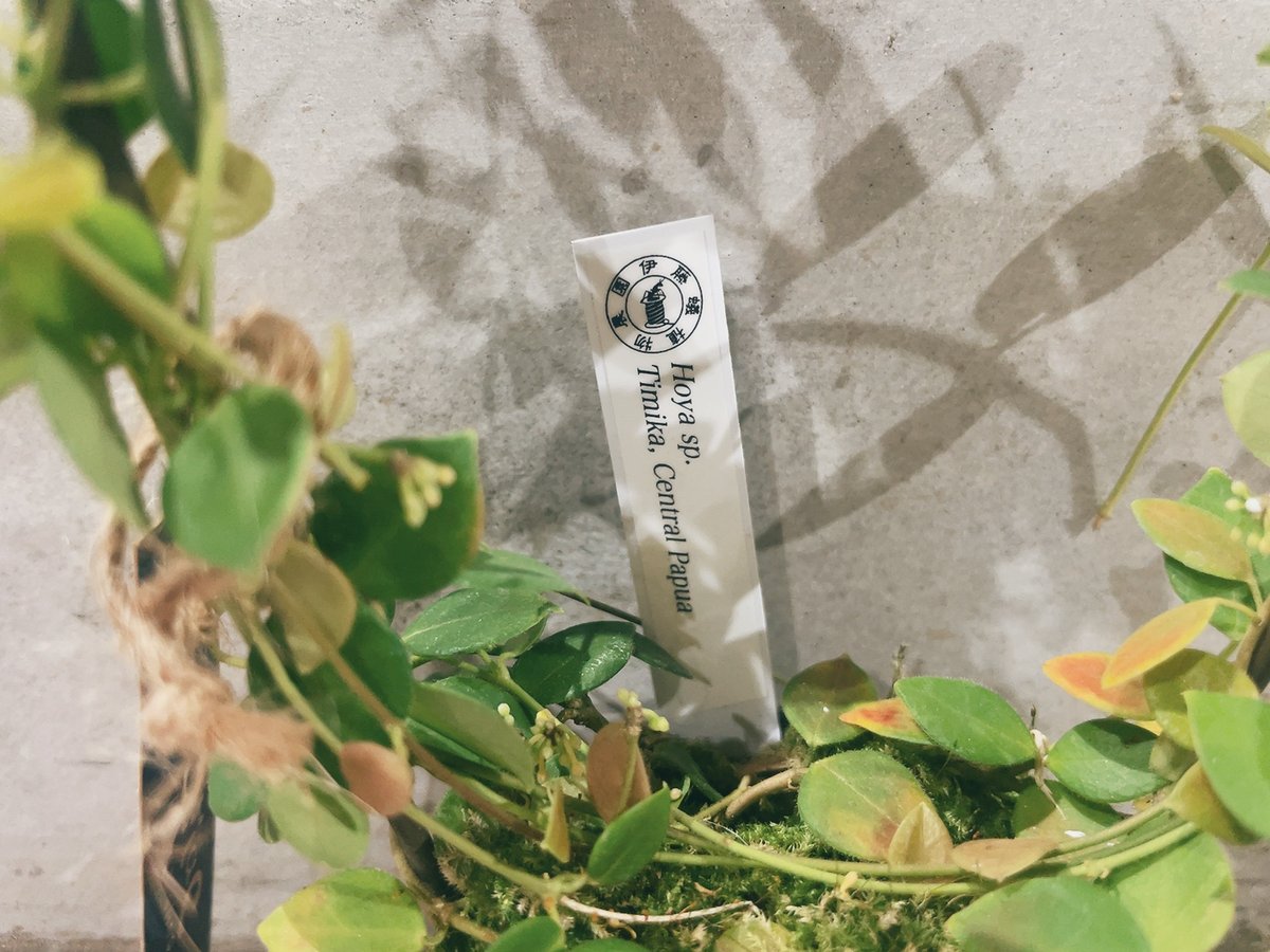 ホヤ Hoya sp. Timika — Central Papua | インテリアグリーン