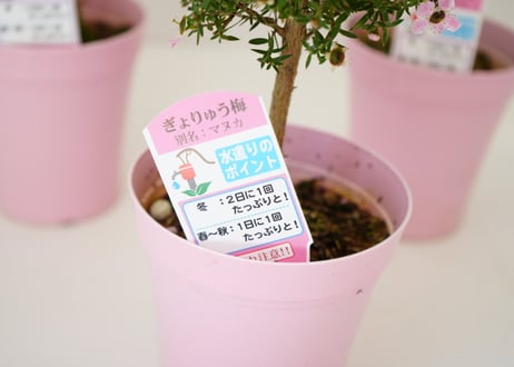 ぎょうりゅう梅 鉢植え 生垣 常緑低木 マヌカ スコパリウム
