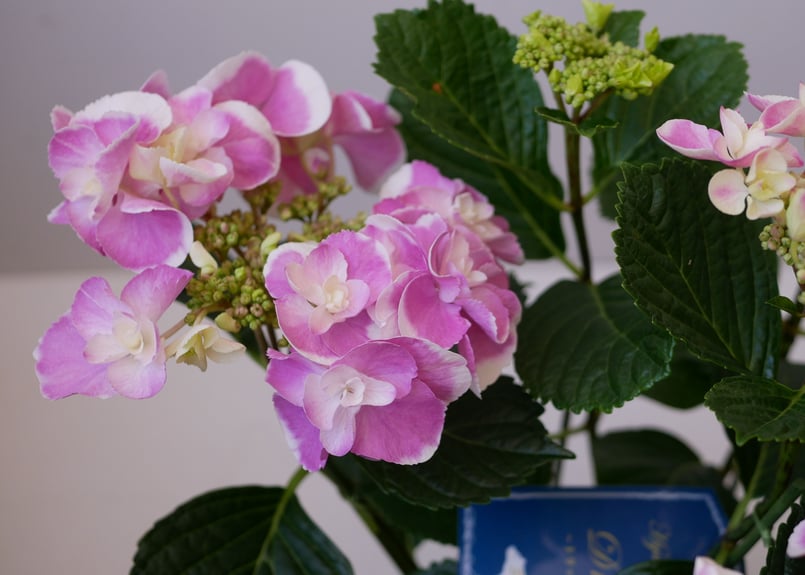 紫陽花 ハイドランジア ドリップ ピンク 八重咲き ガク咲き