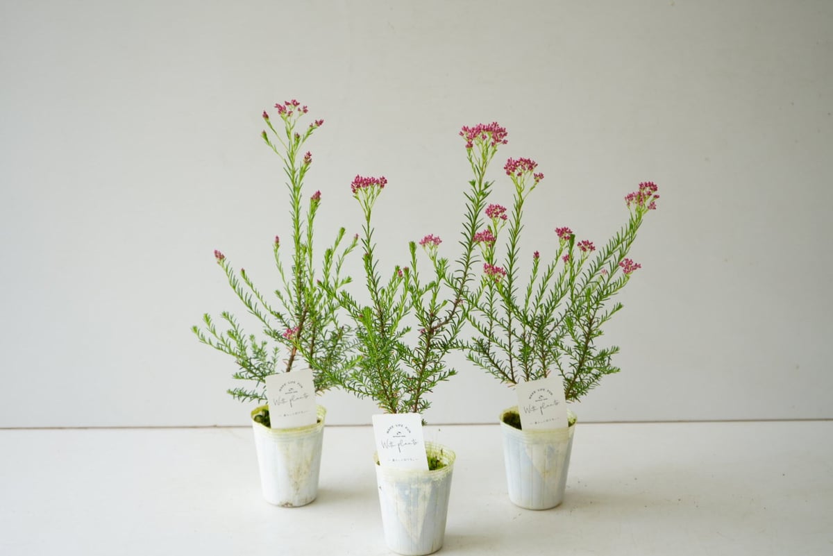 ライスフラワー ロイヤルピンク 2.5号 小さな可愛い花 ピンク ドライ