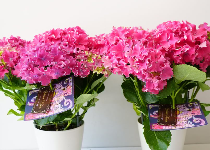 ゆり(Augustの花火！)ピンク色＆グリーン！ hqdefault.jpg