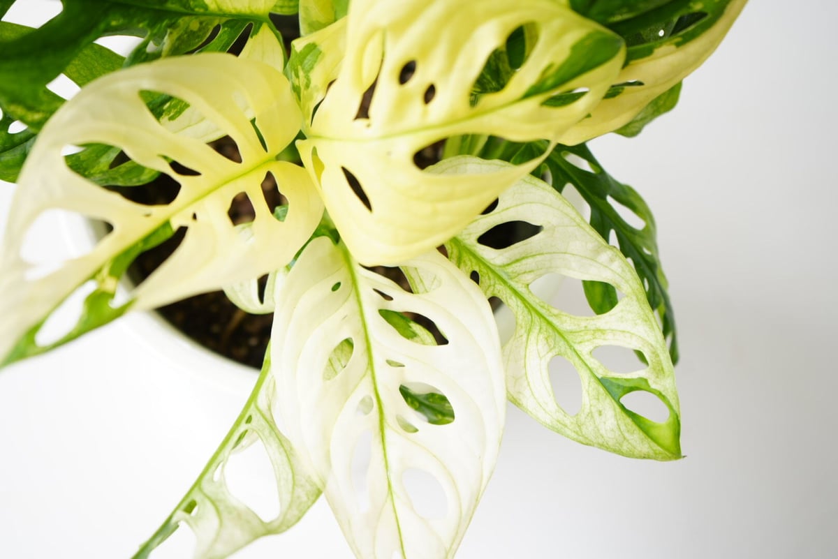 斑入り モンステラ マドカズラ 5号 フルムーン 綺麗な斑入り