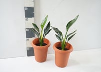 レギネ（極楽鳥花） 6号｜南国リゾートを感じるスタイリッシュな観葉植物｜約50cm｜ﾚｷﾞﾈ (ｺﾞｸﾗｸﾁｮｳｶ) 他草花 6号