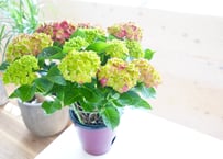 紫陽花 ロイヤルグリーン 6号  底面給水 額紫陽花 母の日 お祝い 毎年楽しめる プレゼント