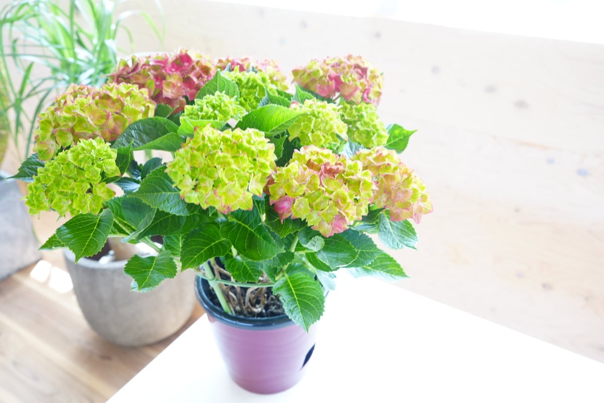 紫陽花苗5号鉢【来季用】/底面給水 紫陽花苗5号鉢【来季用】/底面給水 底面給水鉢