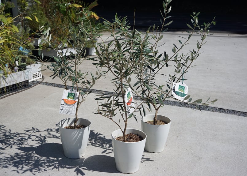 オリーブ シプレシーノ | インテリアグリーンとギフトプランツ