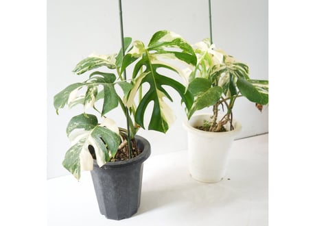斑入りモンステラ｜美しい白斑が魅力の希少観葉植物｜インテリアグリーンにおすすめ｜モンステラ　斑入り　Ａ 観葉植物