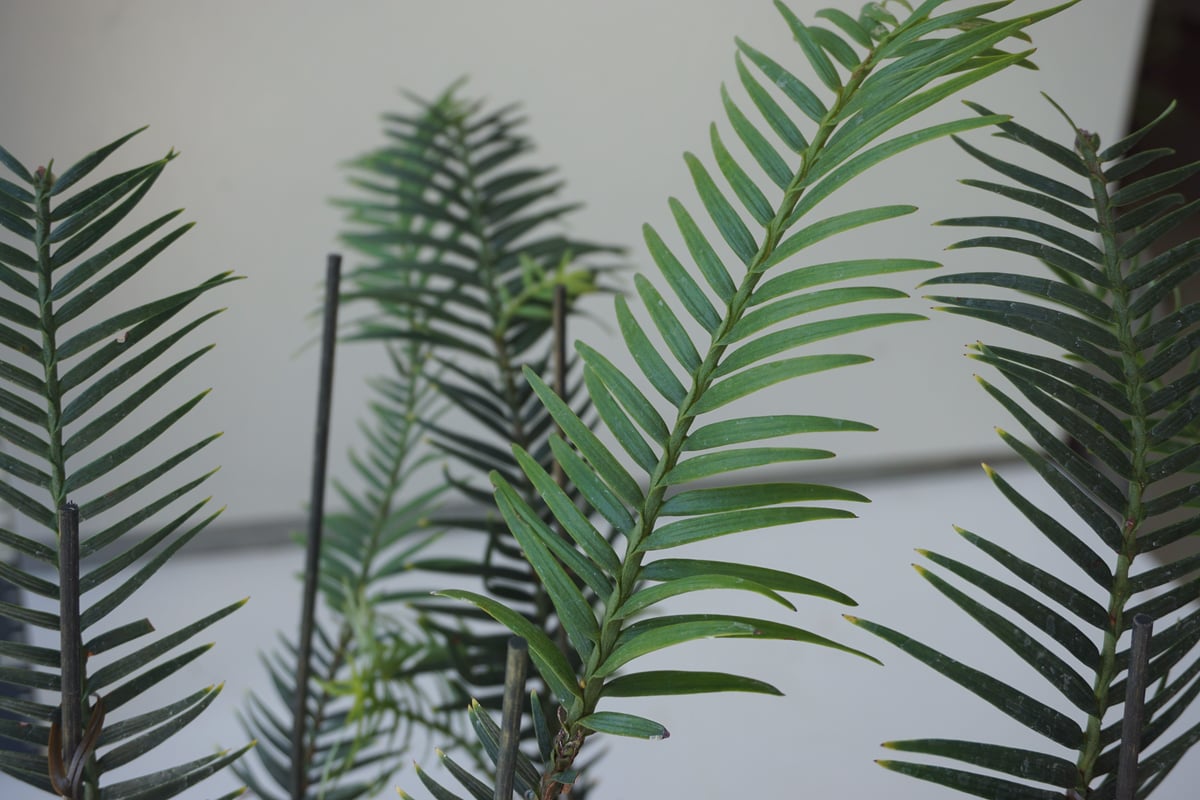 ウォレマイパイン ジュラシックツリー 生きた化石 最古の植物 ウォレマイパイン ジュラシックツリー 生きた化石 最古の植物