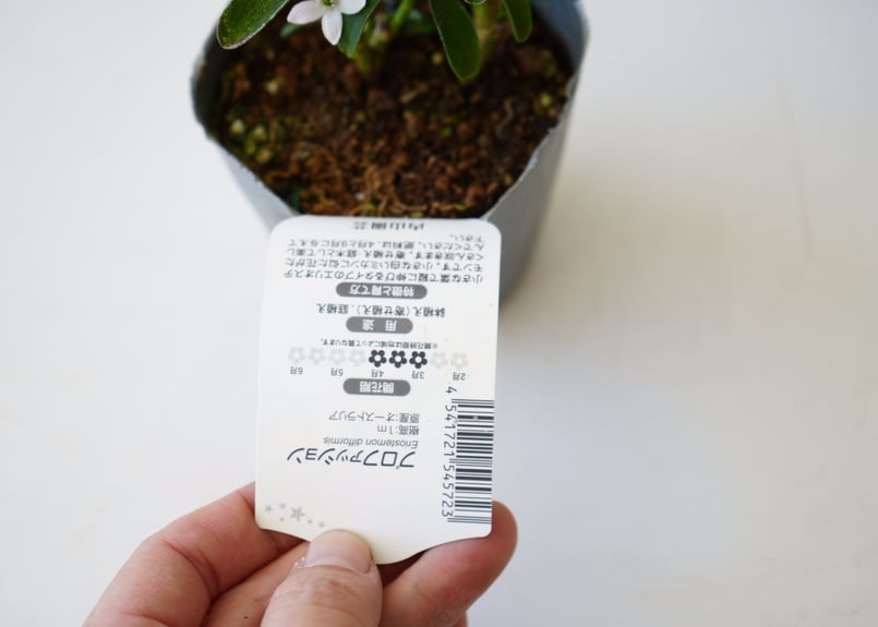 エリオステモン プロファッション 可愛い白い花 寄せ植え 庭木 常緑