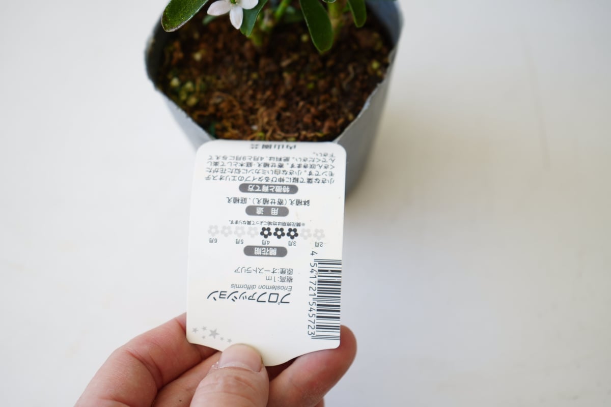 エリオステモン プロファッション 可愛い白い花 寄せ植え 庭木 常緑