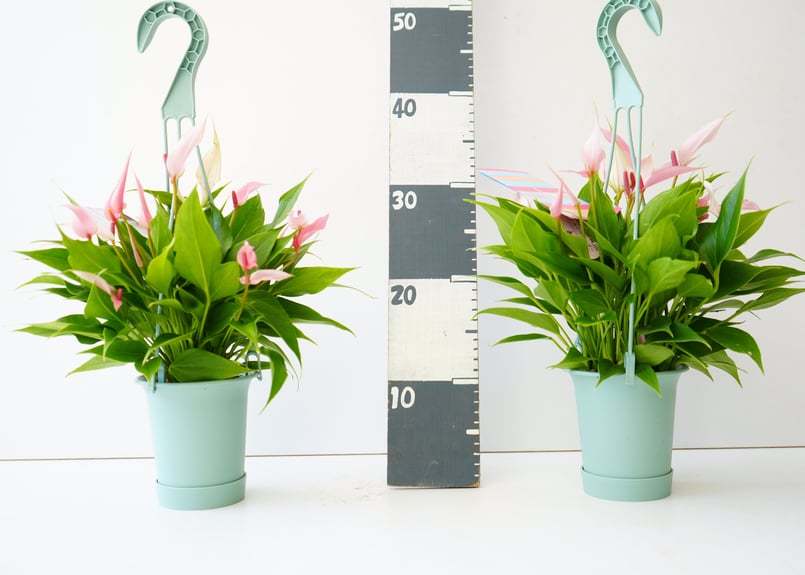 アンスリウム リリー 3.5号 吊り鉢 淡いピンクの細花 長く楽しめる