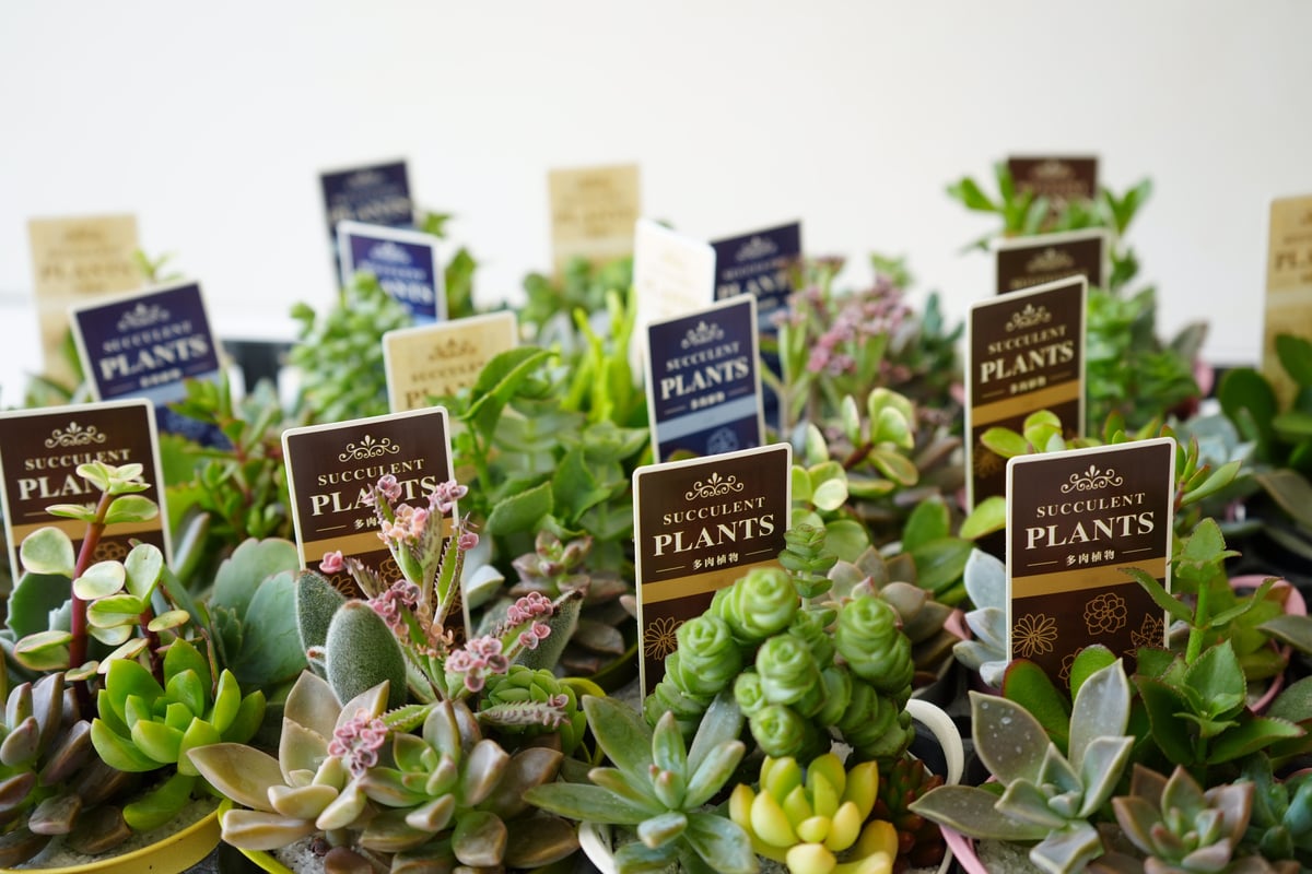 多肉植物 寄せ植え プラポット プチギフトに 初めての多肉植物