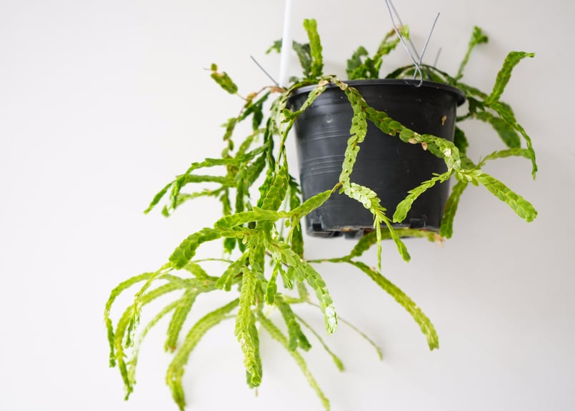 フペルジア HUPERZIA NUMMULARIFOLIA 4号吊り鉢 シダ植物