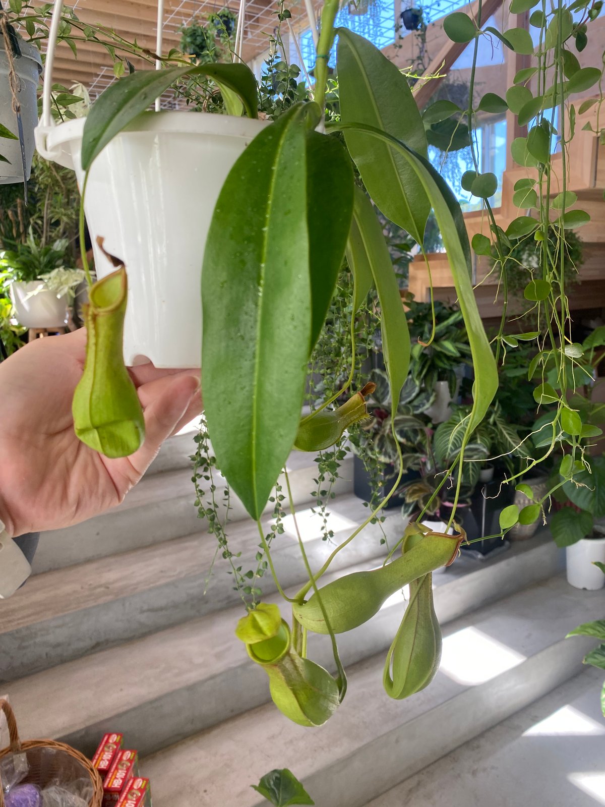 ネペンテス（ウツボカズラ）吊り鉢 ネペンテス ウツボカズラ 4号吊り鉢 食中植物 ウツボカズラ 可愛い