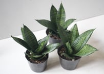 アロカシア スティングレイ Alocasia Stingray | インテリアグリーンと