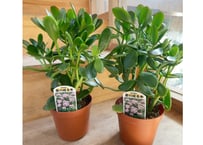 カゲツ　金のなる木　花月 多肉植物 4号