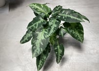 スキスマトグロッティス スコルテクニー 観葉植物