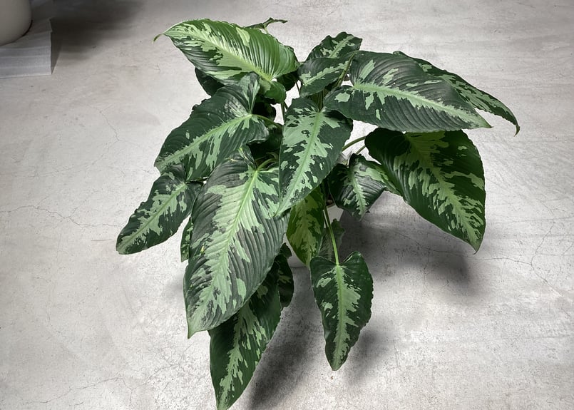 スキスマトグロッティス スコルテクニー 観葉植物 | インテリア