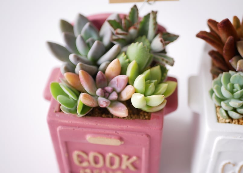 多肉植物 寄せ植え すぐ飾れる 可愛い | インテリアグリーンとギフト