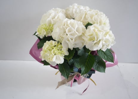 【花なし訳あり・限定４セット】紫陽花４種鉢セット｜地植え｜剪定済み｜希少種あり｜お買い得