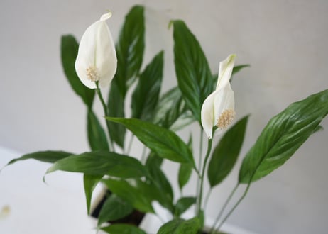 スパティフィラム ミニメリー 3.5号｜清楚な白花が美しい人気の観葉植物｜ﾐﾆﾒﾘｰ ｽﾊﾟﾃｨ 3.5号