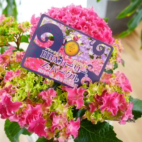 fit=cover,w=460,h=460