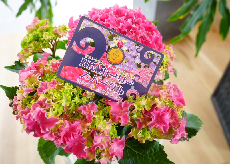 紫陽花 カーリースパークル 5号 ピンク 西洋アジサイ 母の日 贈り物