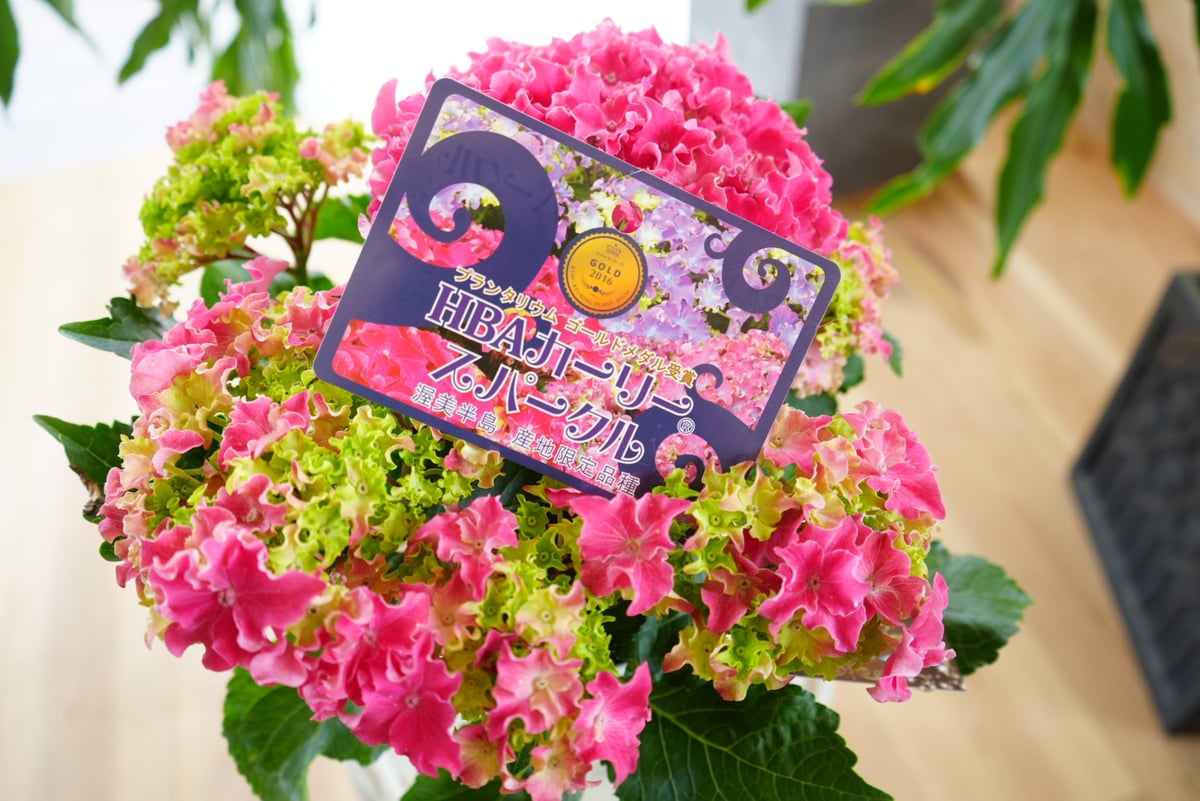 アジサイ 5寸6種6鉢 紫陽花 アジサイ 5寸5種5鉢 紫陽花