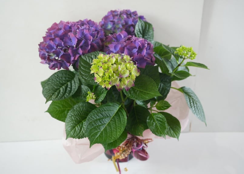 レトロ　パーテーション　紫陽花 アジサイ バーガンディ 6号｜深紅の大人カラー紫陽花｜シックで上品な