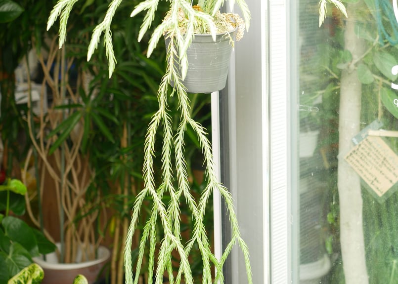 フペルジア HUPERZIA HYBRID シダ植物 | インテリアグリーンとギフト