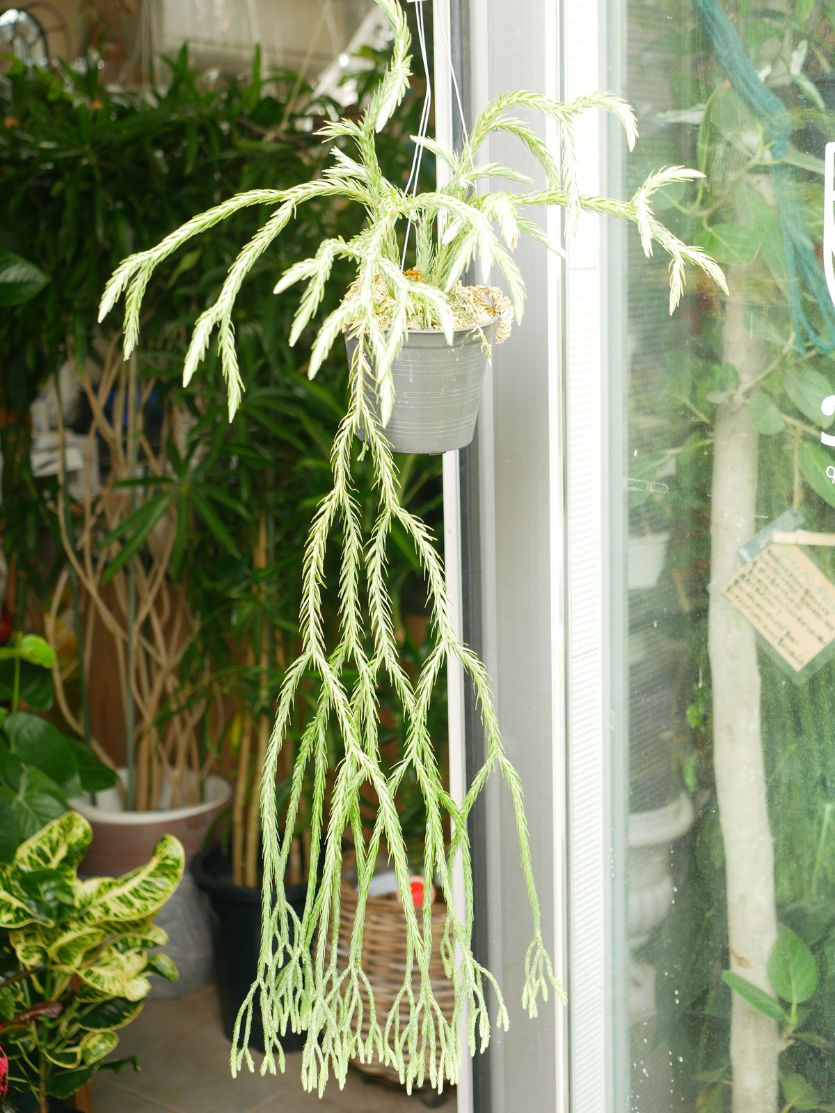 フペルジア HUPERZIA HYBRID シダ植物 | インテリアグリーンとギフト