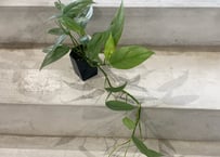 スキスマトグロッティス スコルテクニー 観葉植物 | インテリア