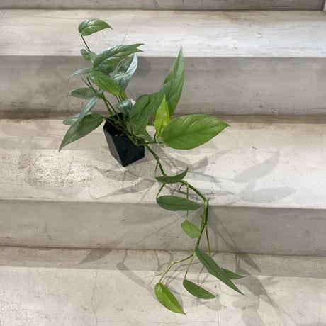 宝石のような観葉植物のお店 【Jewelry Plant】 希少品種