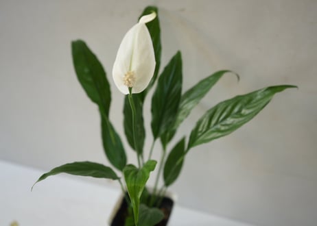 スパティフィラム ミニメリー 3.5号｜清楚な白花が美しい人気の観葉植物｜ﾐﾆﾒﾘｰ ｽﾊﾟﾃｨ 3.5号