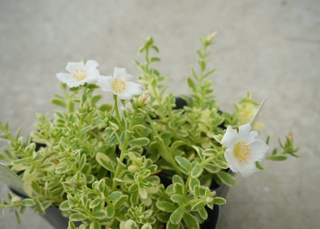 ポーチュラカ ミルク＆ハニー｜花も葉も楽しめる人気品種｜暑さに強い夏の花｜ポーチュラカ　ミルク＆ハニー　斑入り