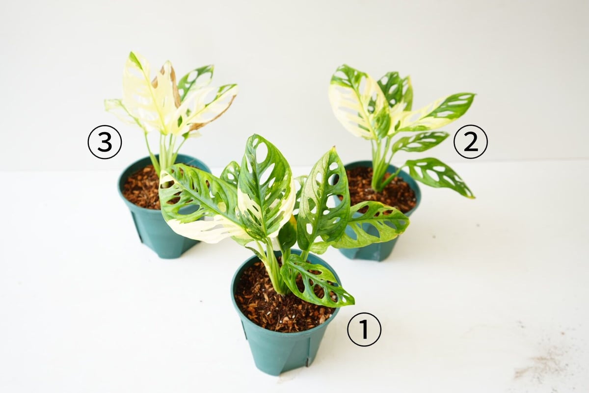 22 ホワイトムーン マドカズラ 斑入り モンステラ 茎伏せ 斑入り