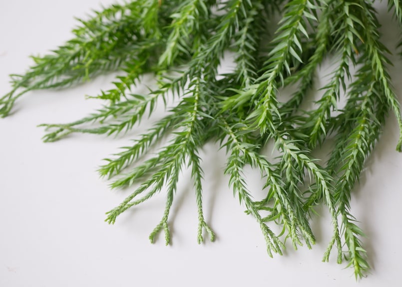 フペルジア ゴエベリーグリーン 大 美株 楽天市場】観葉植物：フペルジア グリーンゴエベリー*吊り鉢