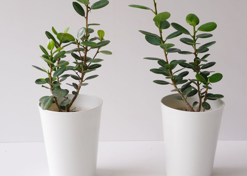 台湾ガジュマル・パンダガジュマル・古木